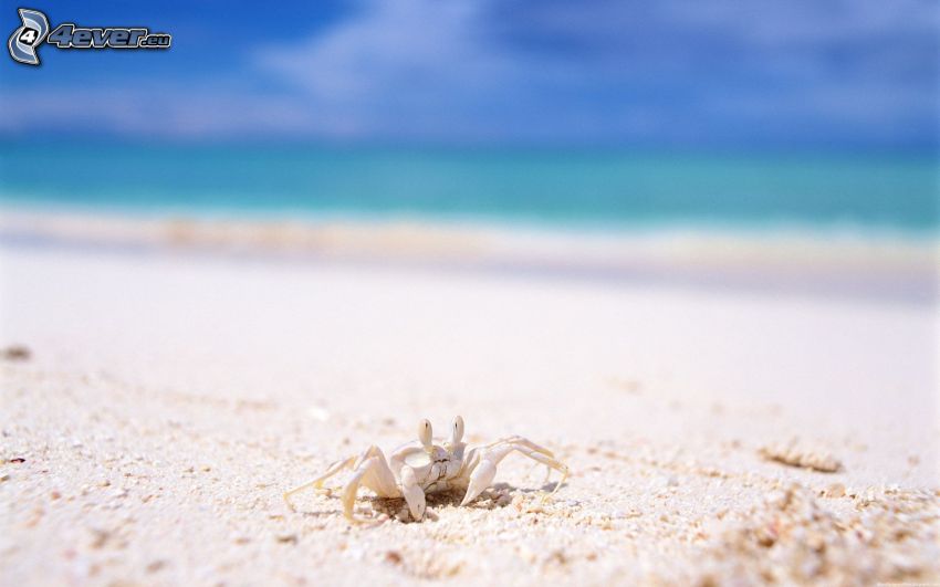 krabba på strand