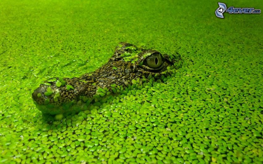 krokodil, grönt vatten