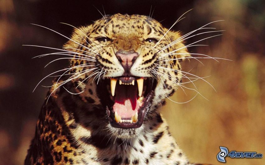 leopard, rovtänder