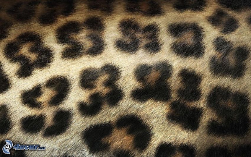 leopardmönster