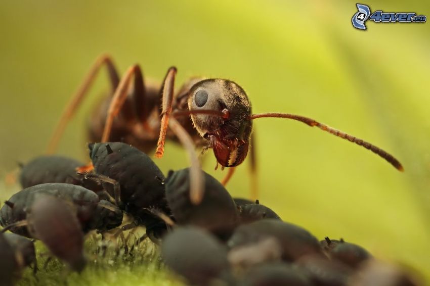 myra, skalbaggar