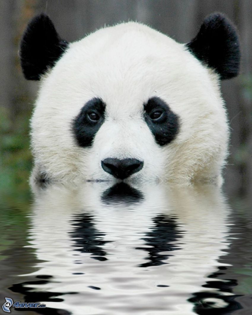 panda, vatten