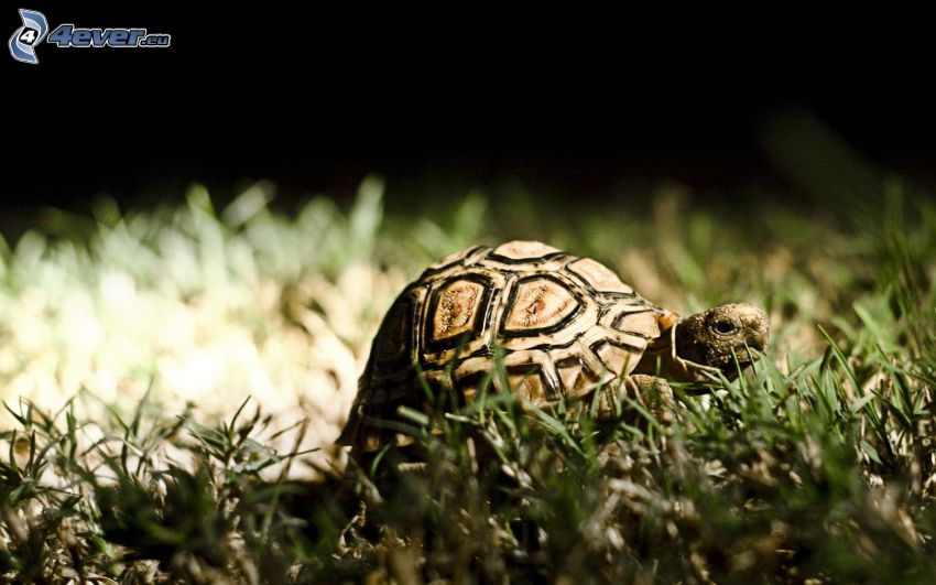 sköldpadda, gräs