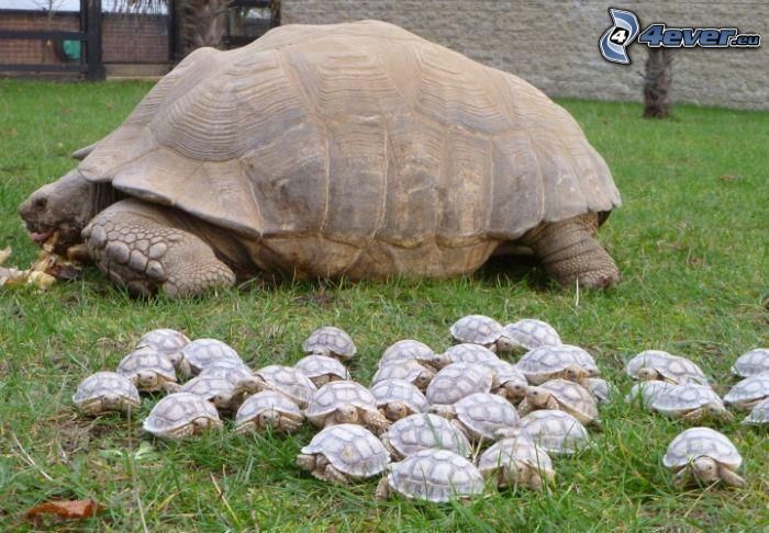 sköldpadda, ungar, gräsmatta
