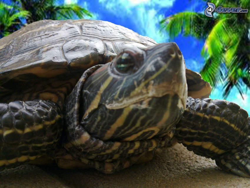 sköldpadda