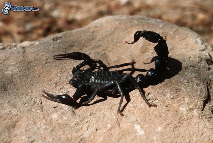 skorpion, klippa