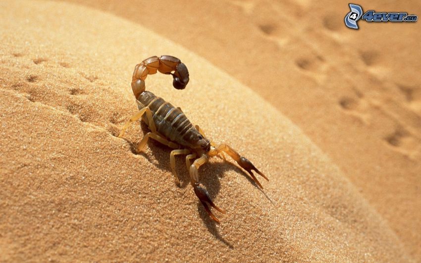 skorpion, sand