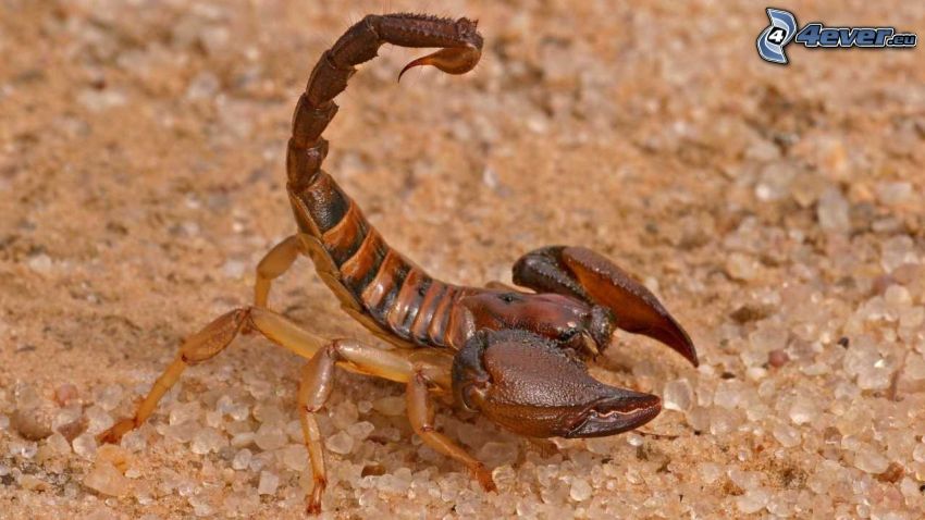 skorpion, småsten