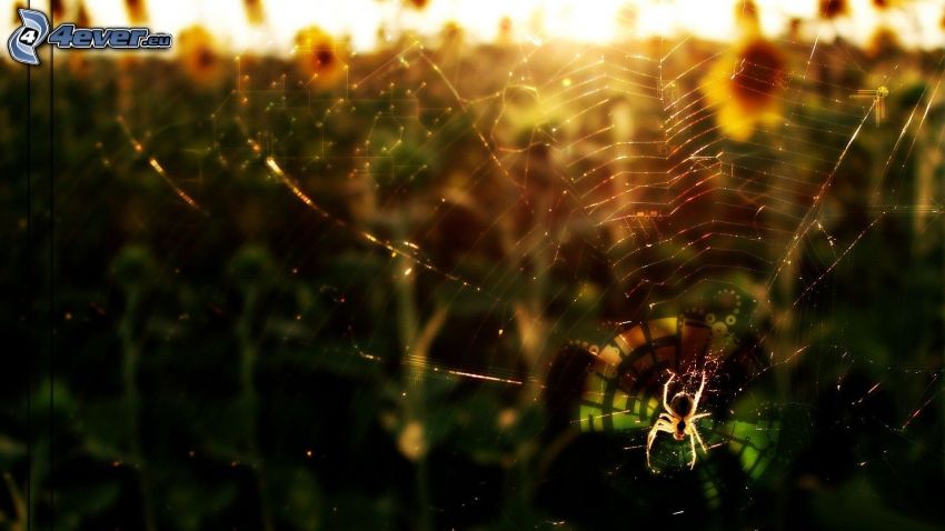 spindel på spindelnät, solnedgång