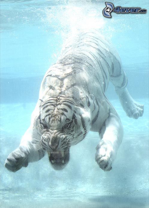 tiger, vatten