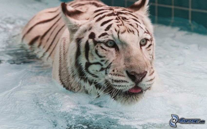 tiger, vatten