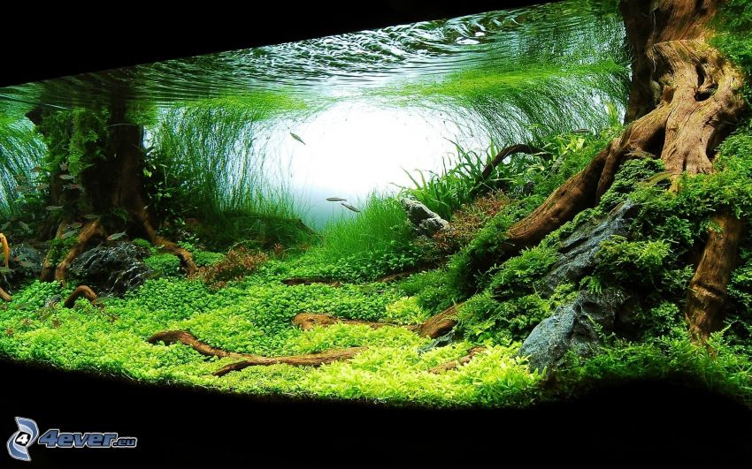 akvarium, grönska