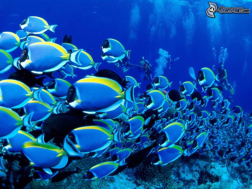 blå fiskar, korallfiskar, dykare
