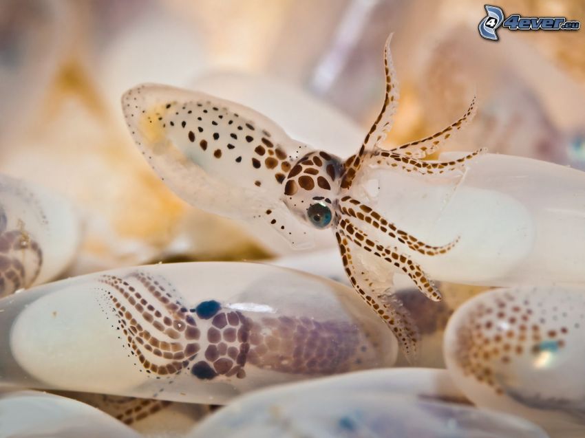 bläckfiskar