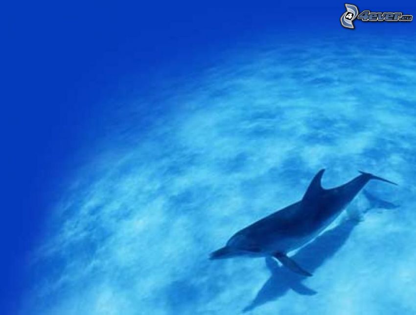 delfin, hav, vatten