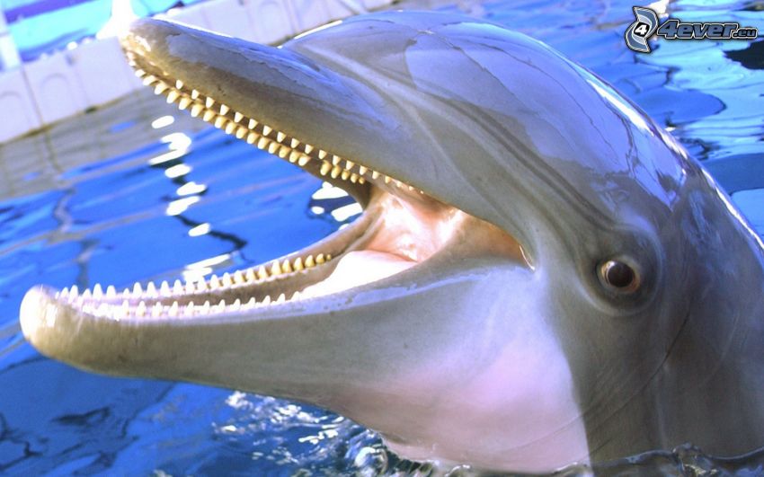 delfin, tänder