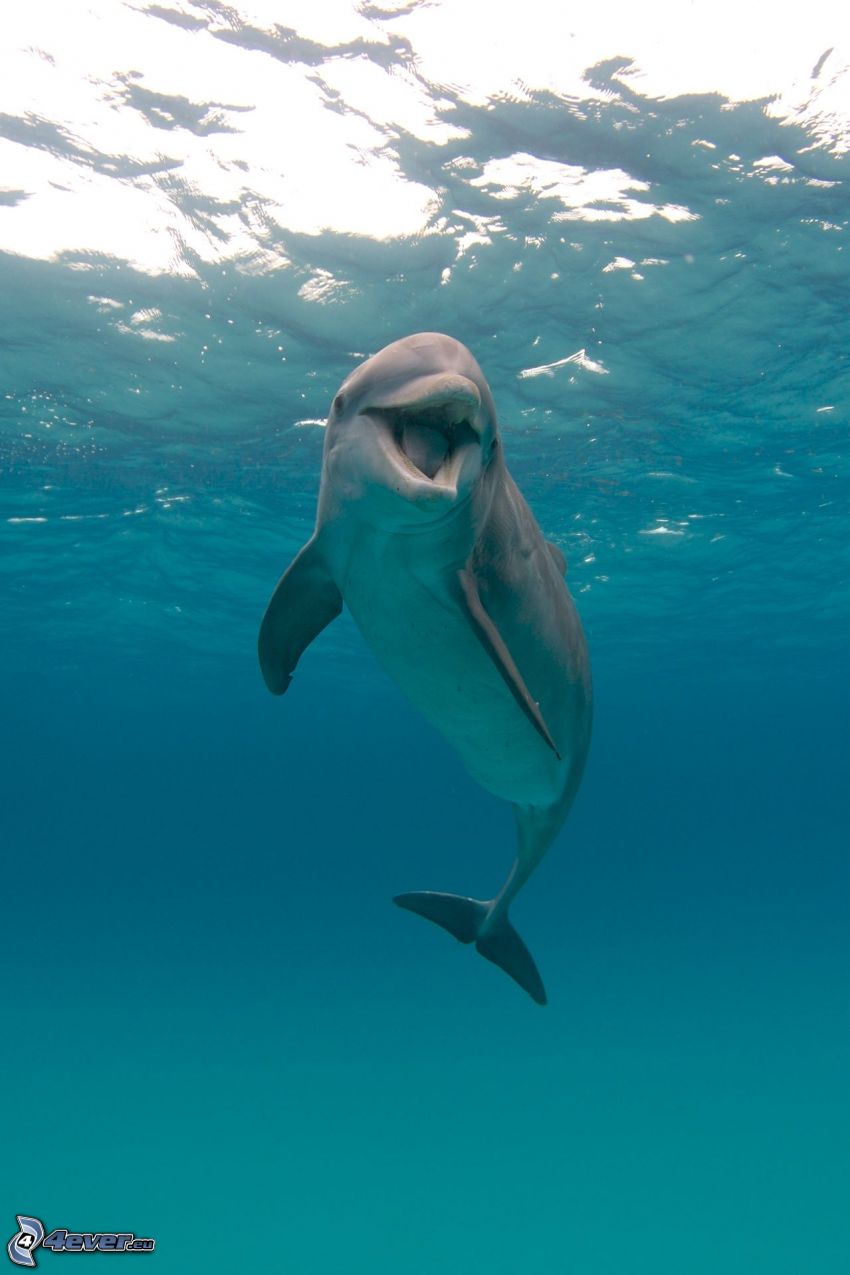 delfin, vatten