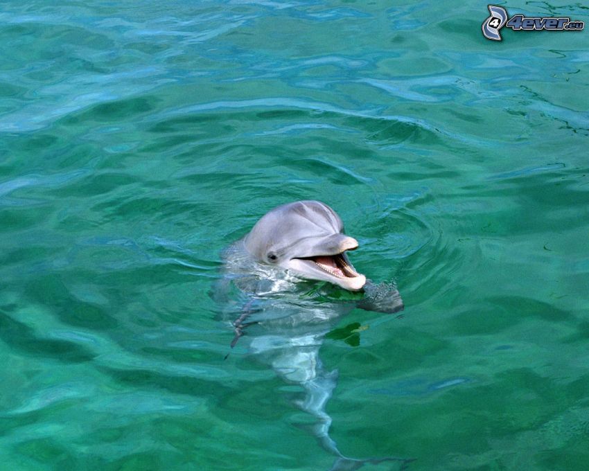 delfin, vatten