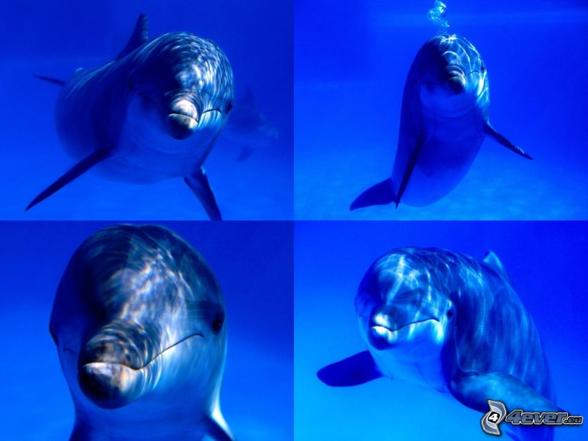 delfiner, collage