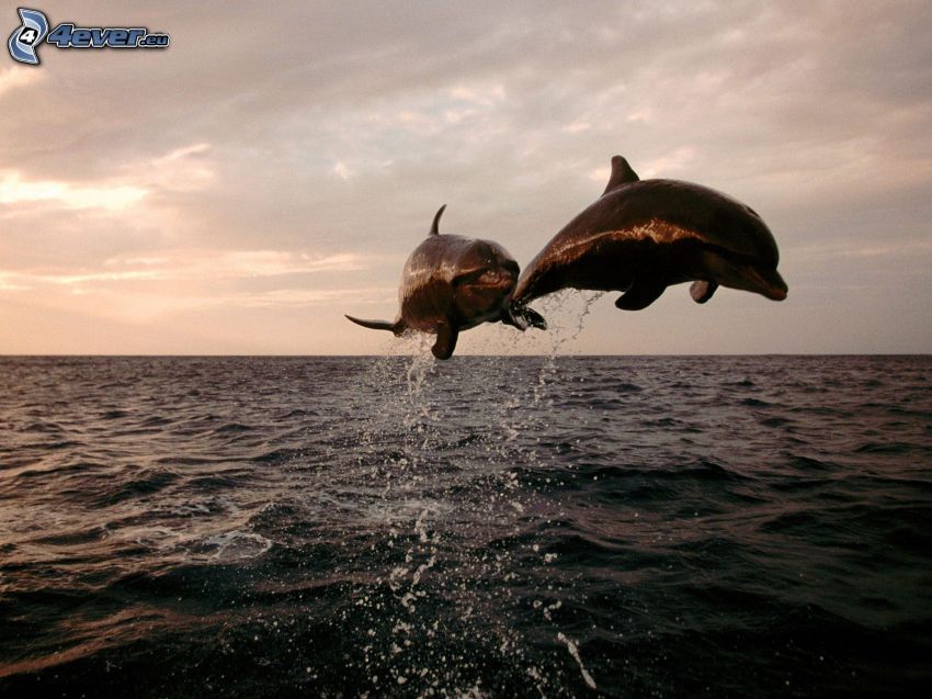 delfiner, hav, hopp