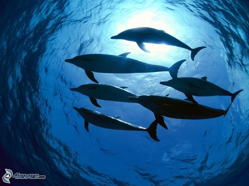 delfiner, hav