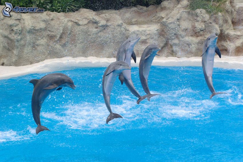 delfiner, hopp, kust