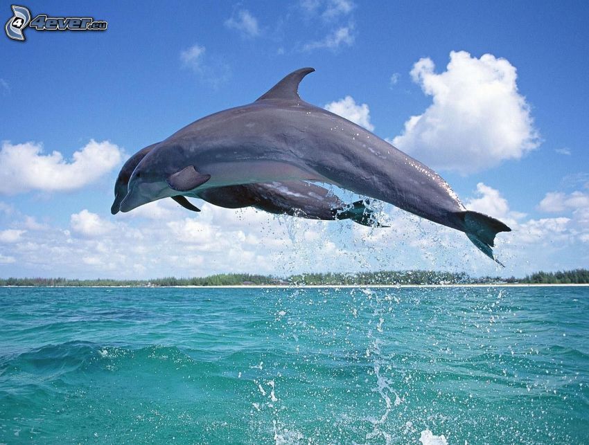 delfiner, hopp, vatten
