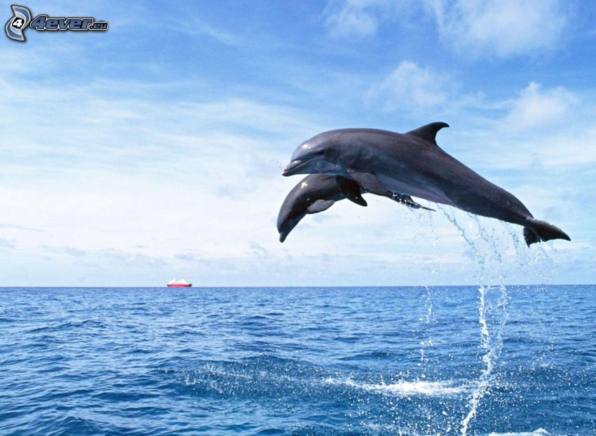 delfiner, hopp, vatten