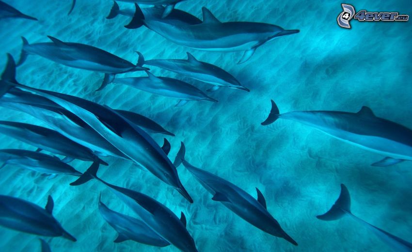 delfiner, simmande under vatten