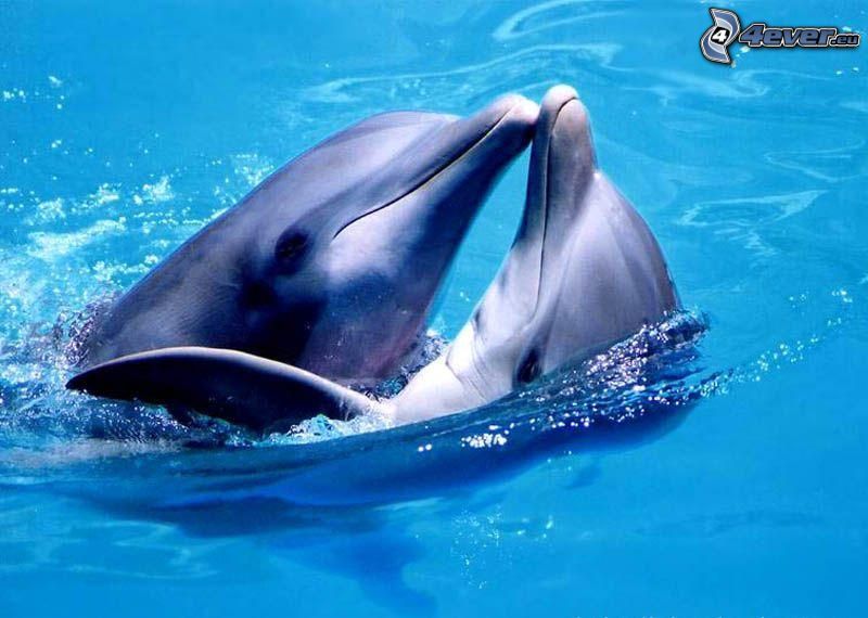 delfiner, vatten, bassäng