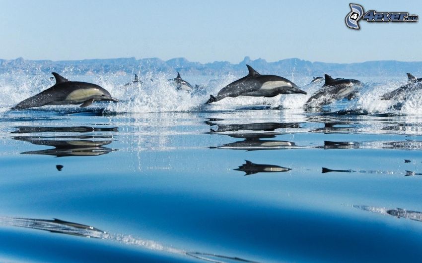delfiner, vatten