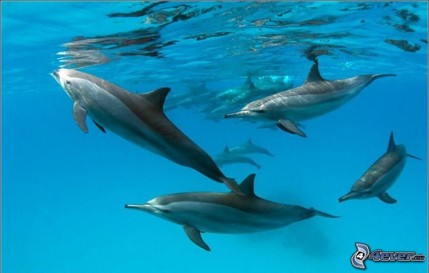 delfiner, vatten