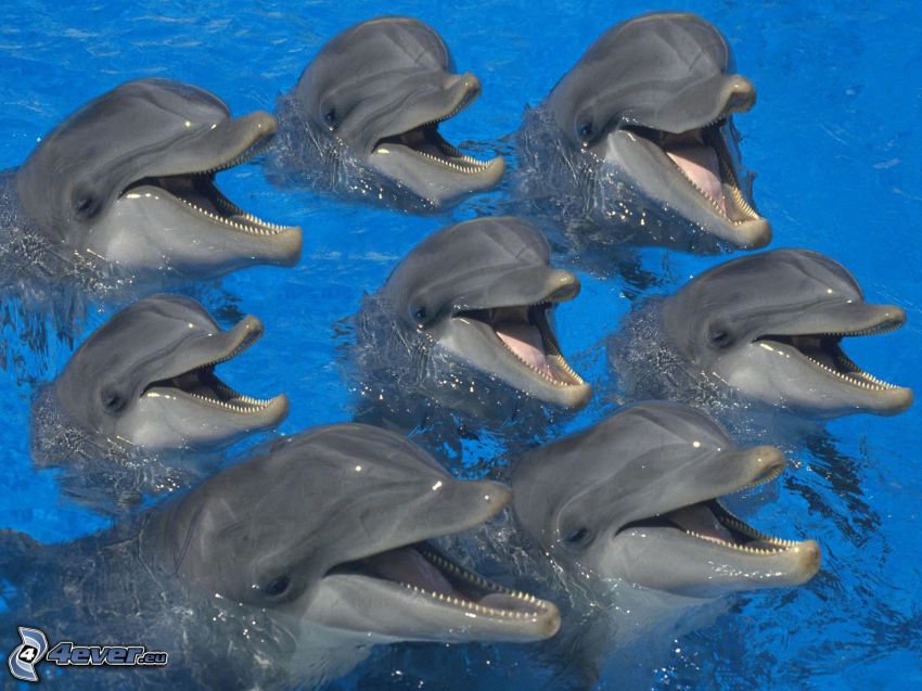 delfiner