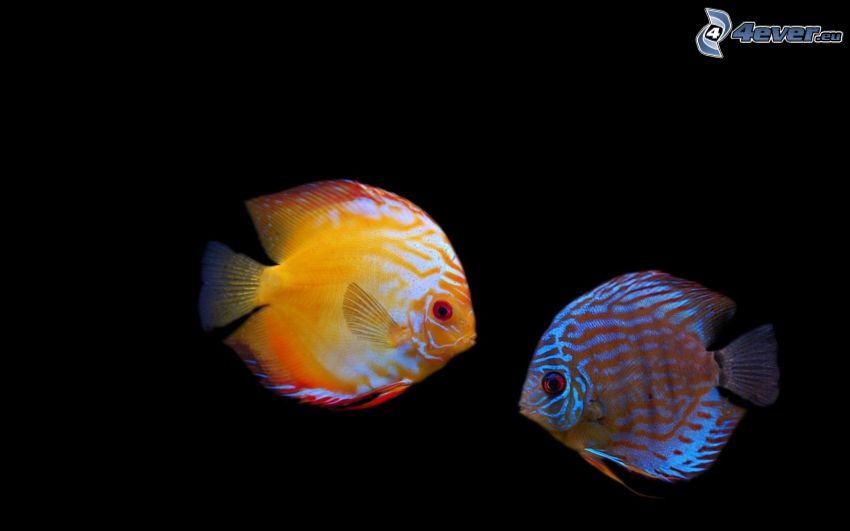 färgglada fiskar