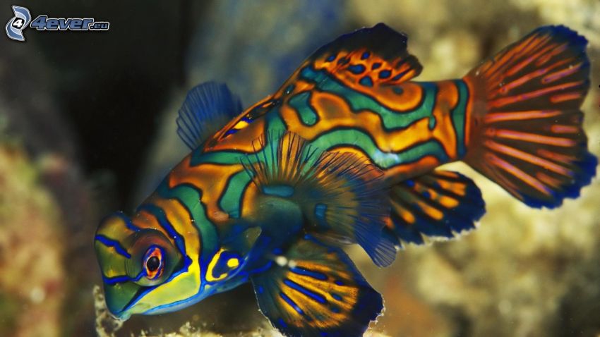 färggrann fisk