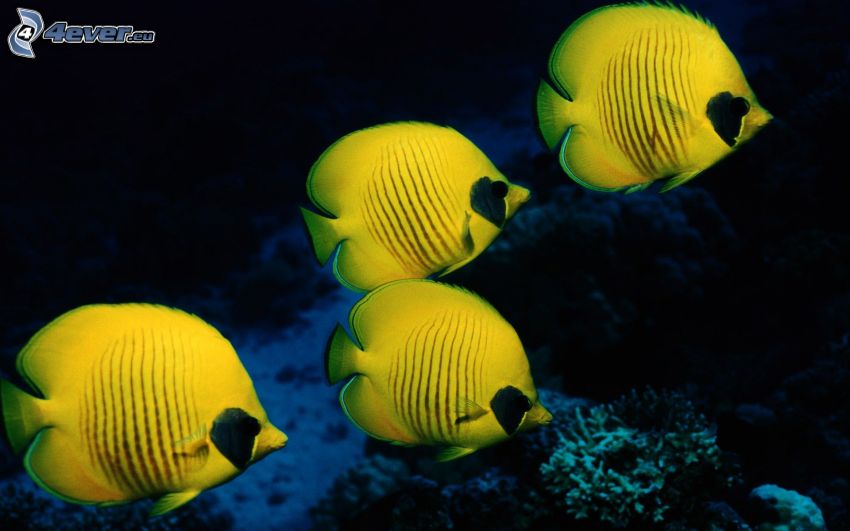 gula fiskar, korallfiskar