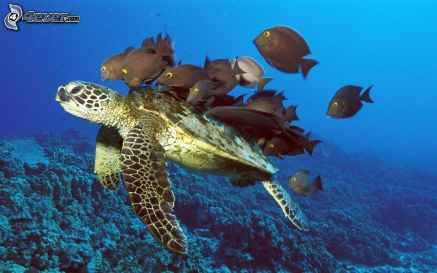 havssköldpadda, fiskar, vatten