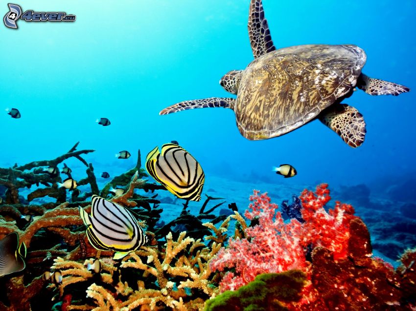 havssköldpadda, koraller, korallfiskar