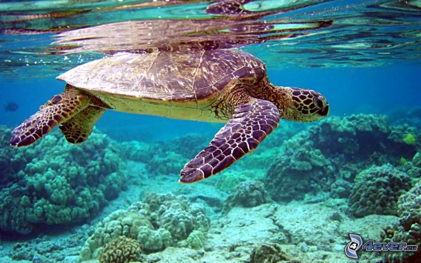 havssköldpadda, koraller, vatten