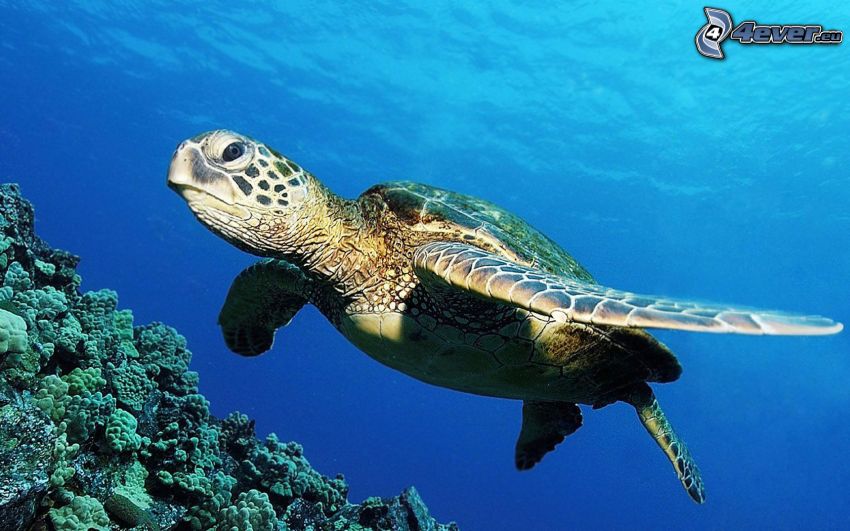 havssköldpadda, koraller