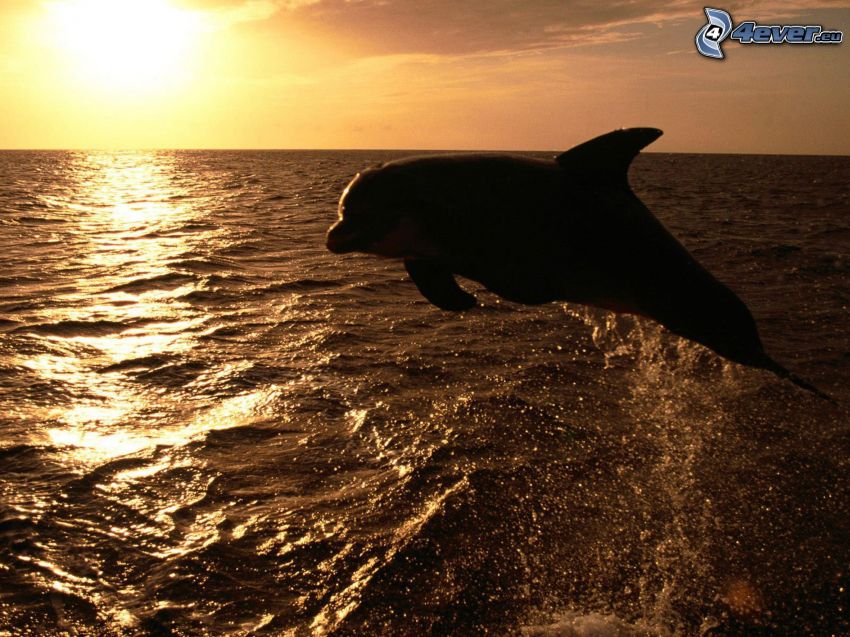 hoppande delfin, solnedgång över hav