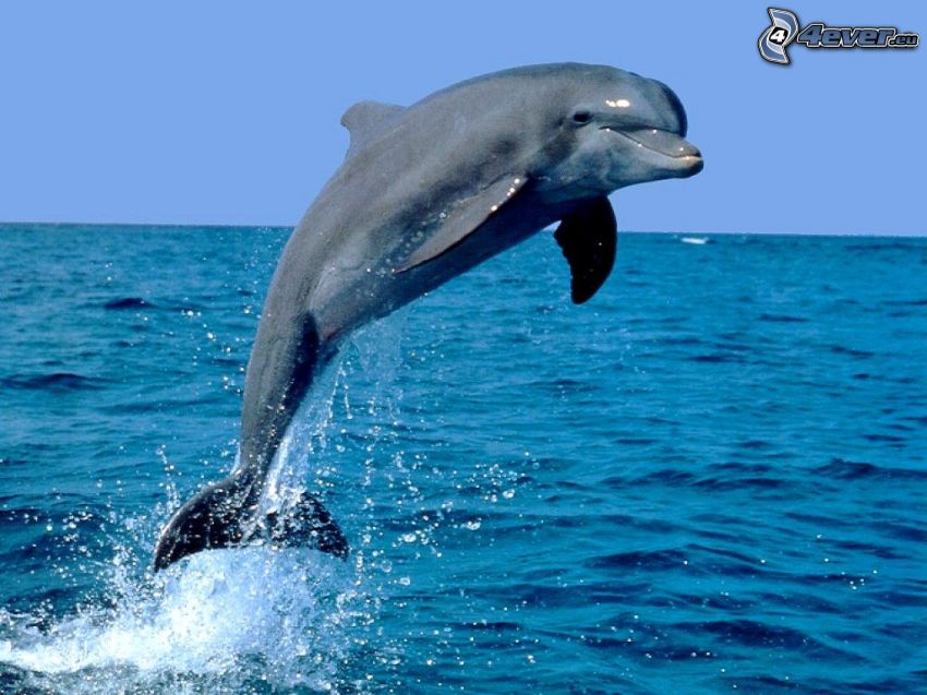 hoppande delfin