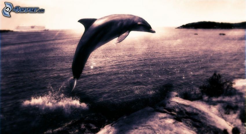 hoppande delfin