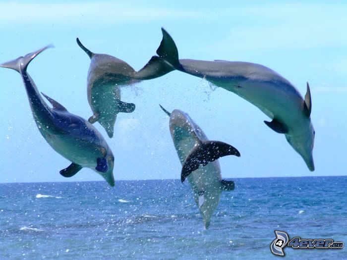 hoppande delfiner
