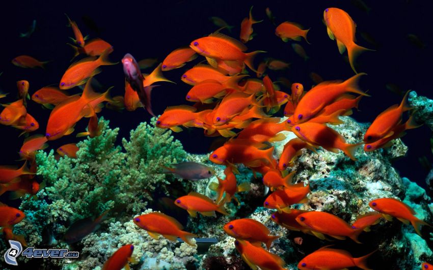 korallfiskar, koraller