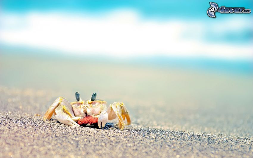 krabba på strand, småsten