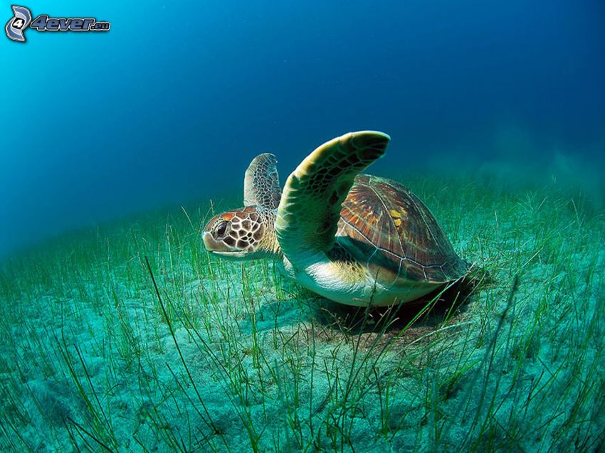 sköldpadda, havsbotten, hav
