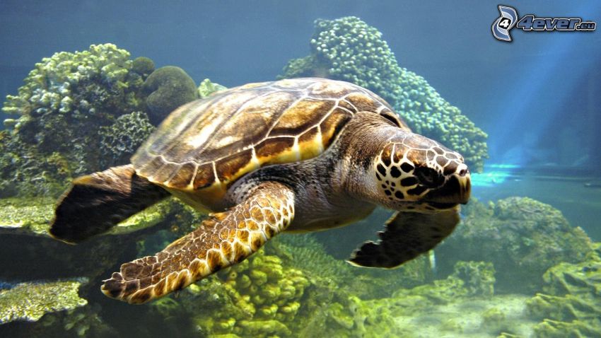 sköldpadda, havsbotten