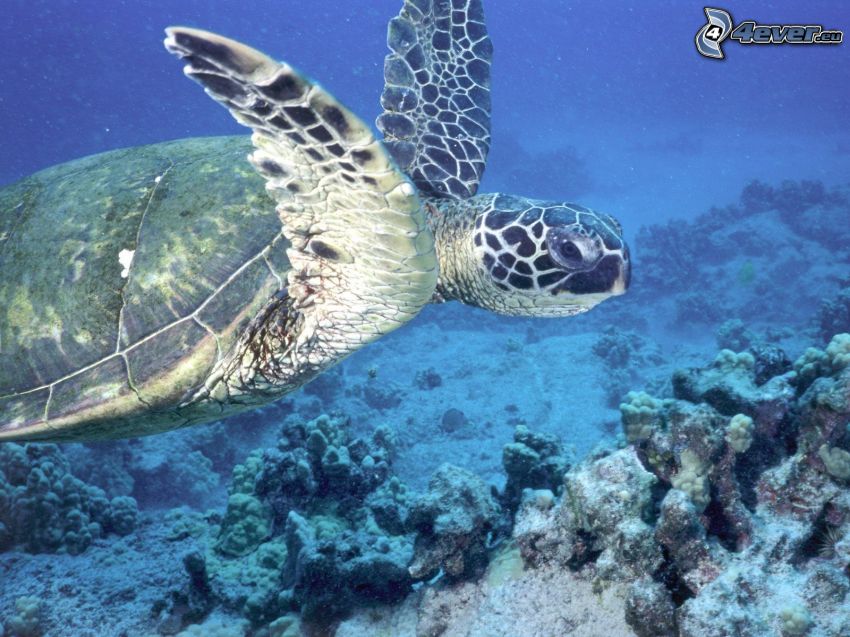 sköldpadda, korallhav
