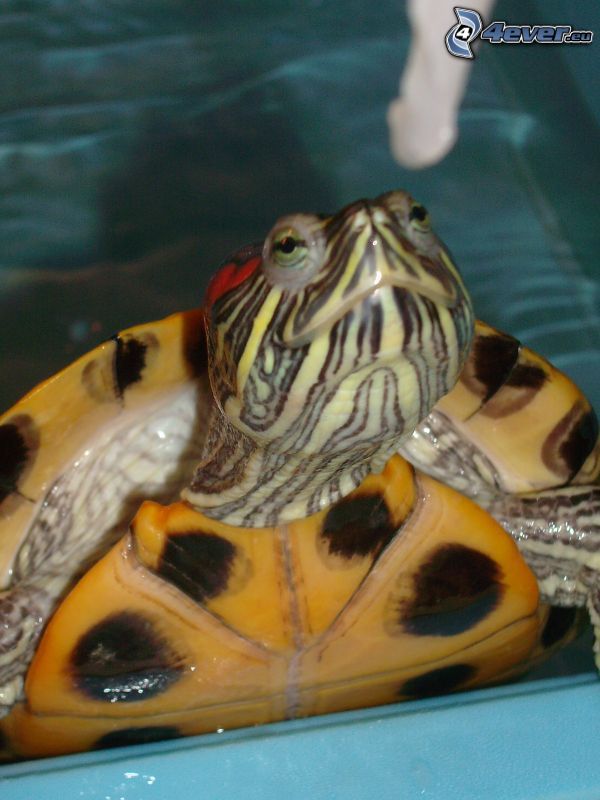sköldpadda